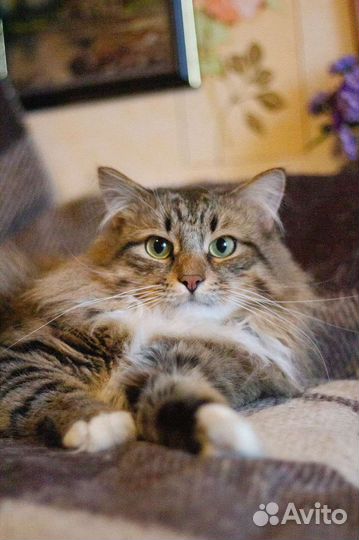 Котик ищет дом