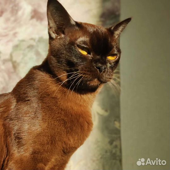 Котята европейской бурмы
