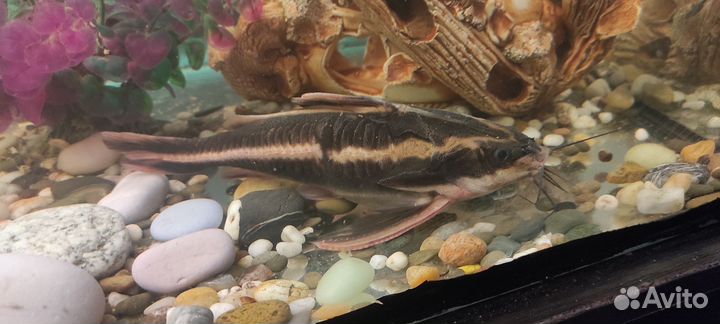 Сомик в аквариум