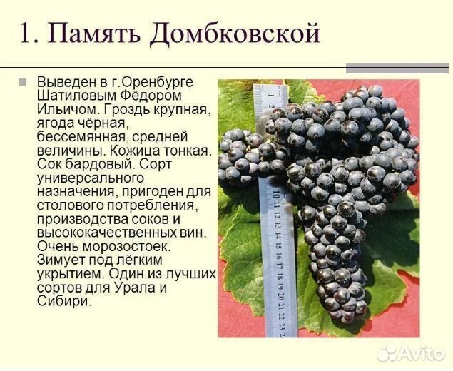 Саженцы винограда для Сибири