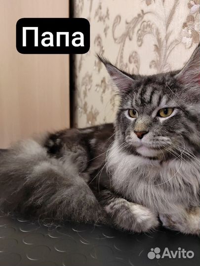 Котята породы Мейн-кун с родословной и метрикой