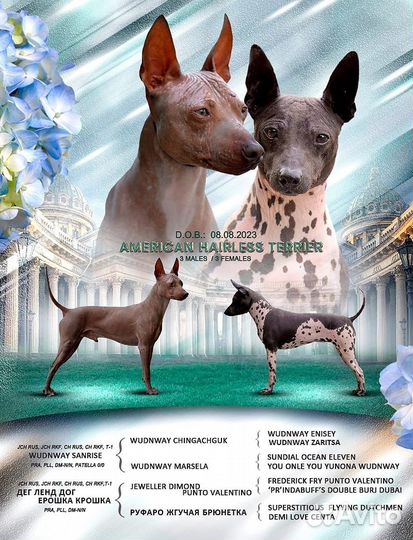 Американский голый терьер щенки