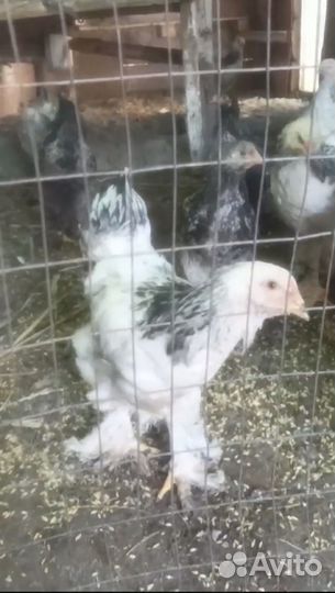 Цыплята и куры брама