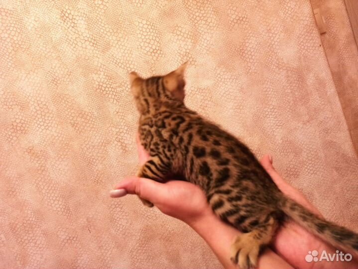 Бенгальская