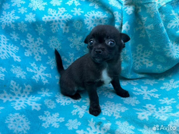 Чихуахуа мини девочка щенок