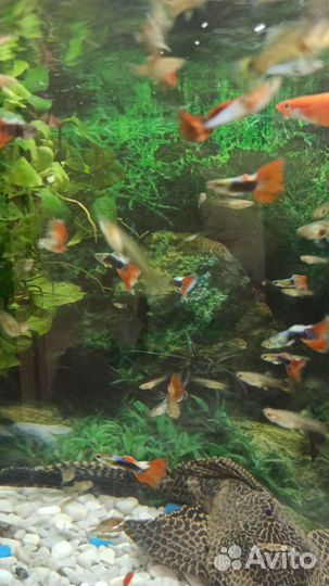 Аквариумные рыбки гуппи