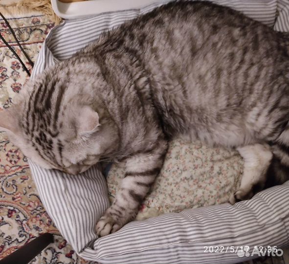 Коты в добрые руки