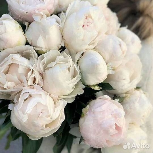 Пионы Букет