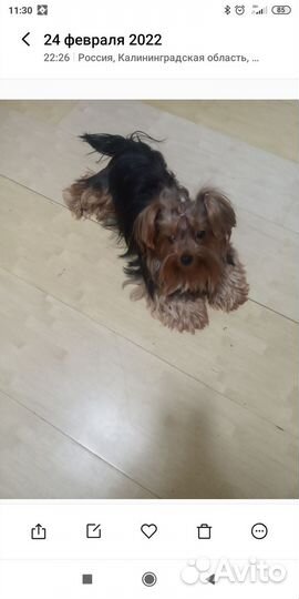 Йоркширский терьер