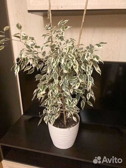 Фикус бенджамина пестролистный