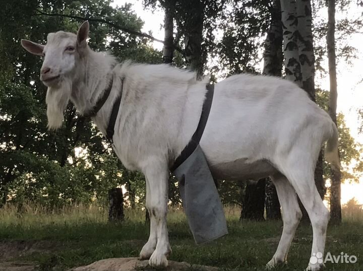 Козел Зааненский