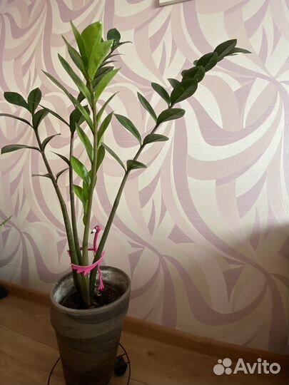 Замиокулькас