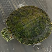 Черепаха