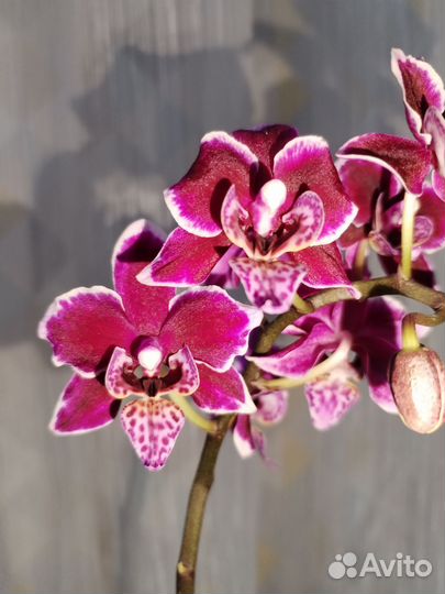 Орхидея фаленопсис