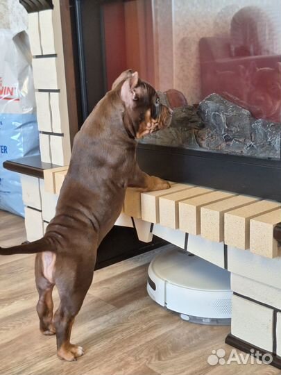 Американский булли покет щенки