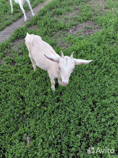 Козлята
