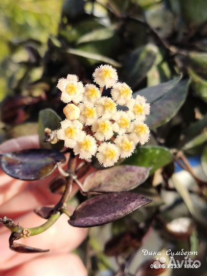 Хойя lacunosa black leaves