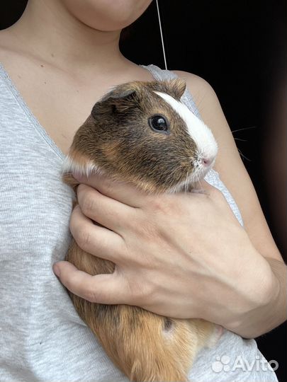 Морская свинка мальчик