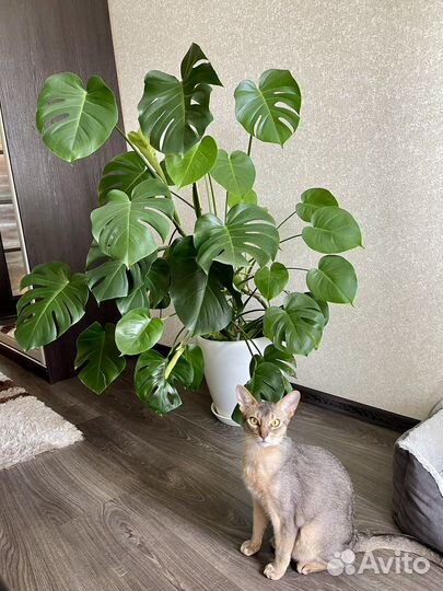 Монстера Роскошная Пышная + Кашпо