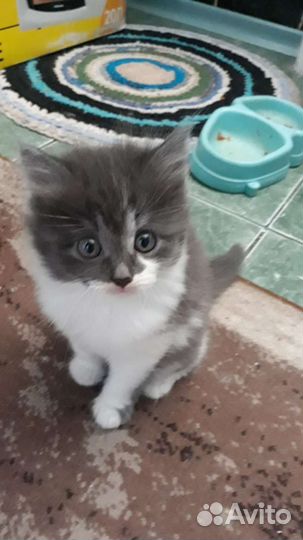 Котята