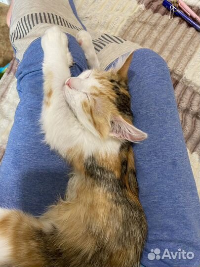 Котенок девочка