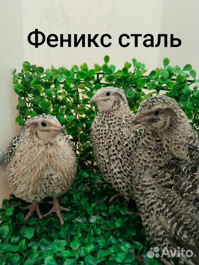 Перепела несушки