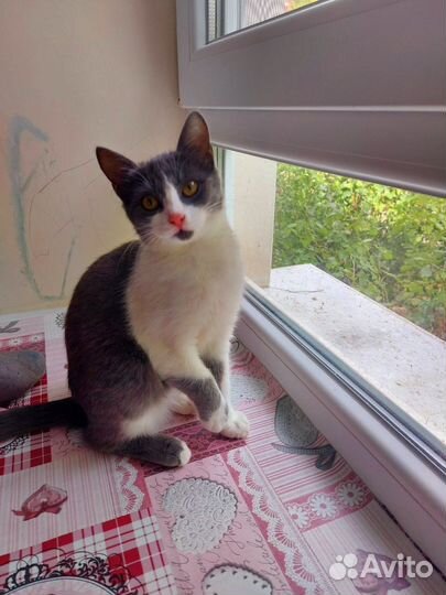 Котенок в дар