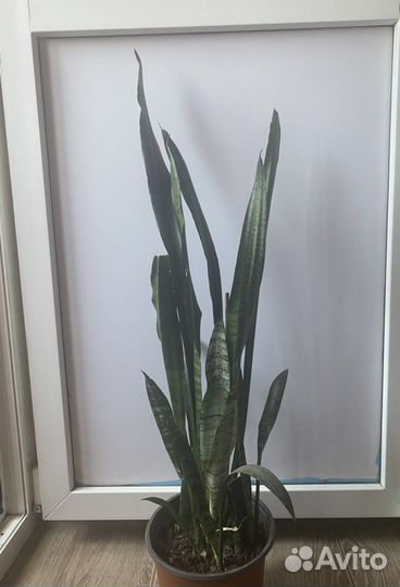 Сансевиерия