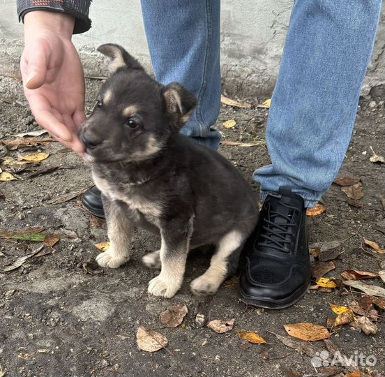 Щенок мальчик бесплатно