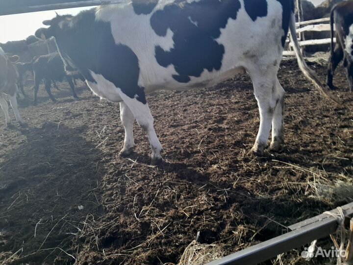 Продаю стальные тёлки