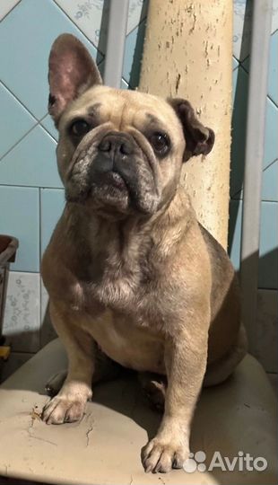 Французский бульдог калипсо