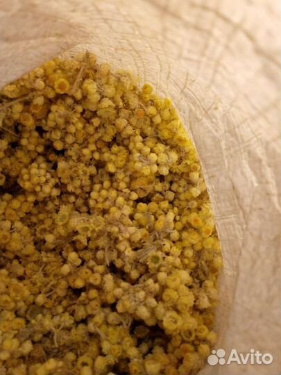 Бессмертник