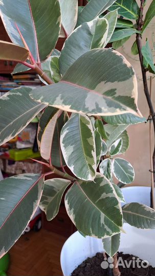 Фикус эластика тинеке
