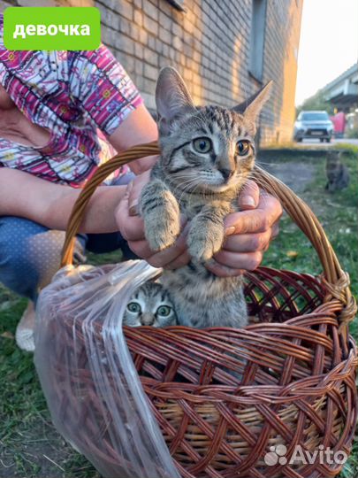 Спасите девочку котенка