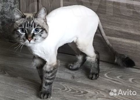 Стрижка кошек, возможно с выездом на дом