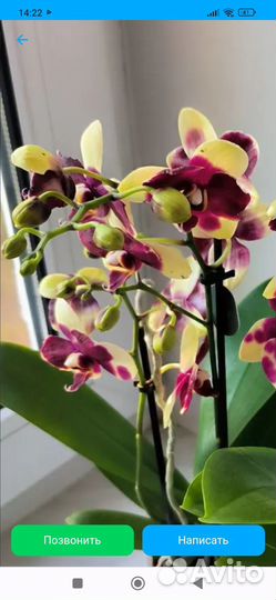 Мультифлорка