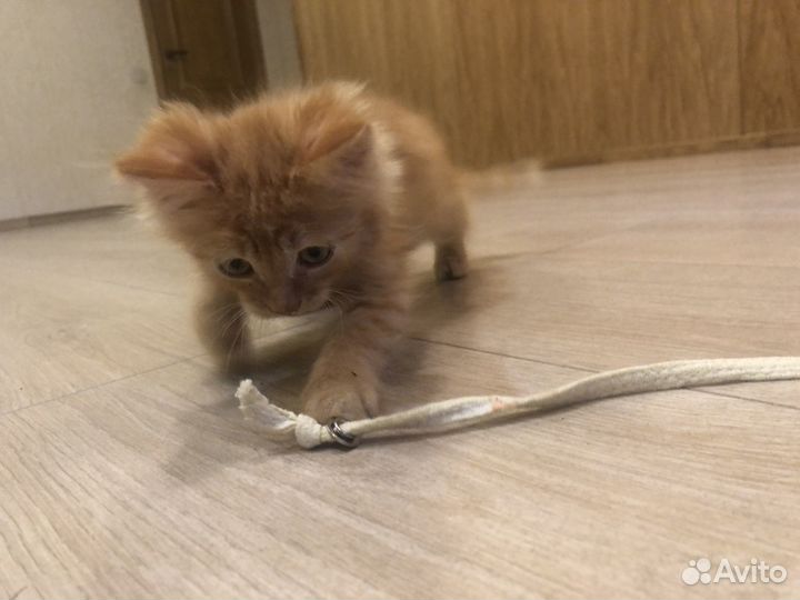 Отдам котенка в добрые руки