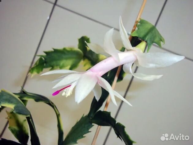 Шлюмбергеры сортовые 2 часть (декабрист)