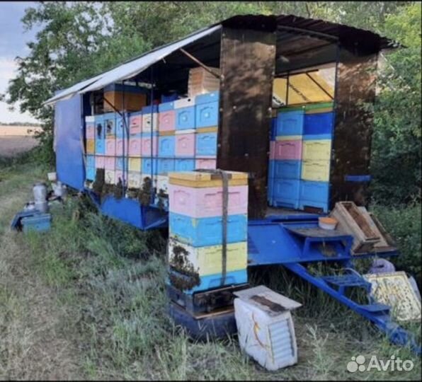 Свежий мёд 2024