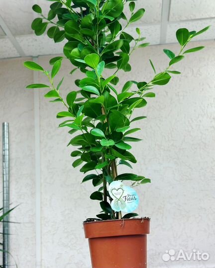 Фикум Мокламе