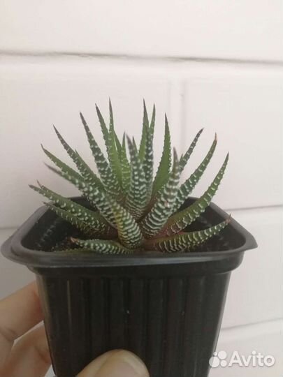 Хавортия полосатая