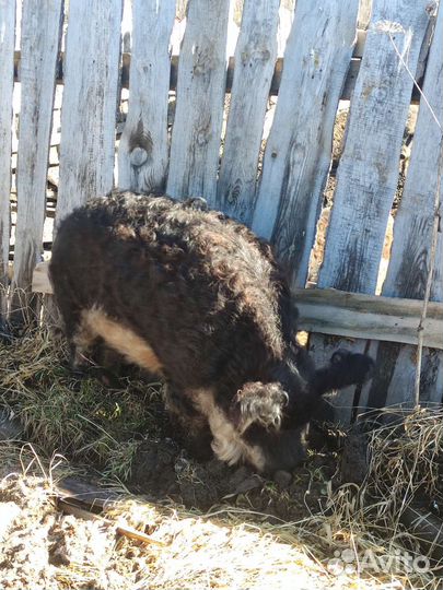 Венгерская мангалица