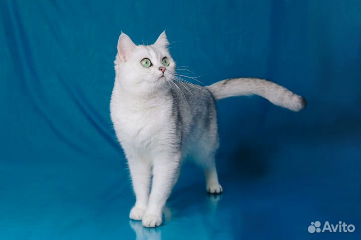 Кошки