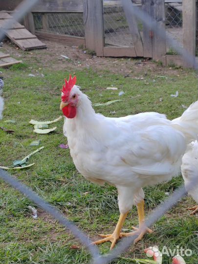 Молодые петухи