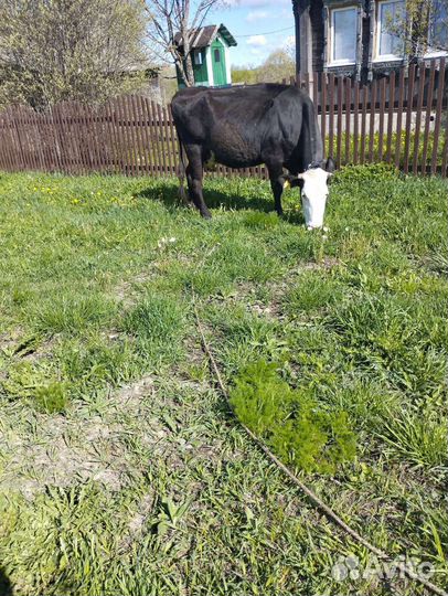 Корова стельная