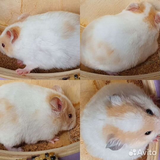 Сирийские хомяки 3 недели