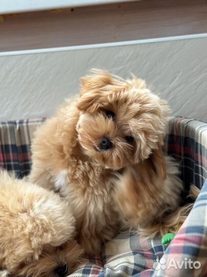 Щенки мальтипу мини