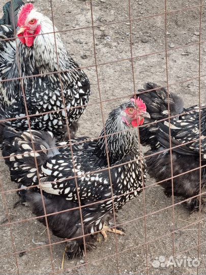 Куры кохенхин и брама