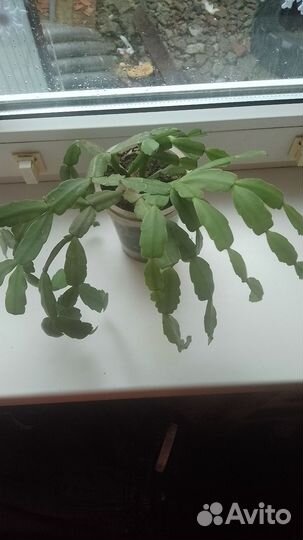 Декабрист розовый