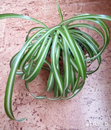 Комнатные растения бесплатно